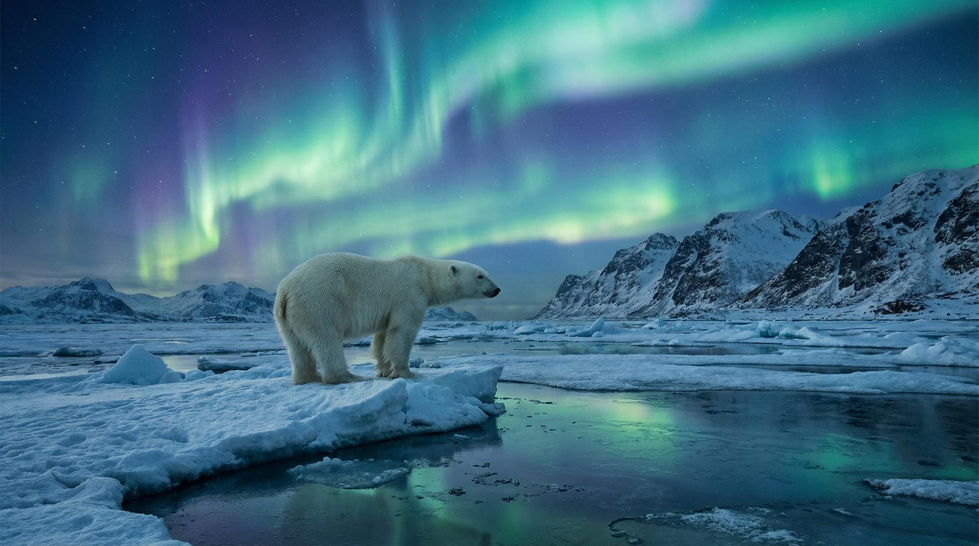 麻豆北极熊视频
